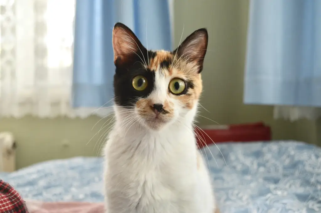 棄養寵物罰多少？台灣法規與國際比較