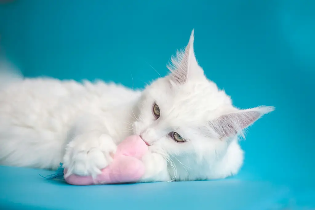 貓咪倦怠:讓貓奴們心碎的貓界倦怠綜合症