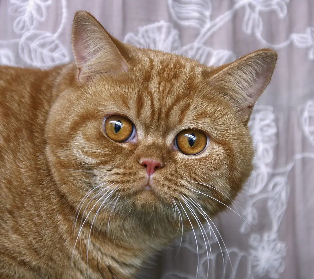 貓咪無聊了？解讀喵星人無聊的徵兆與對策