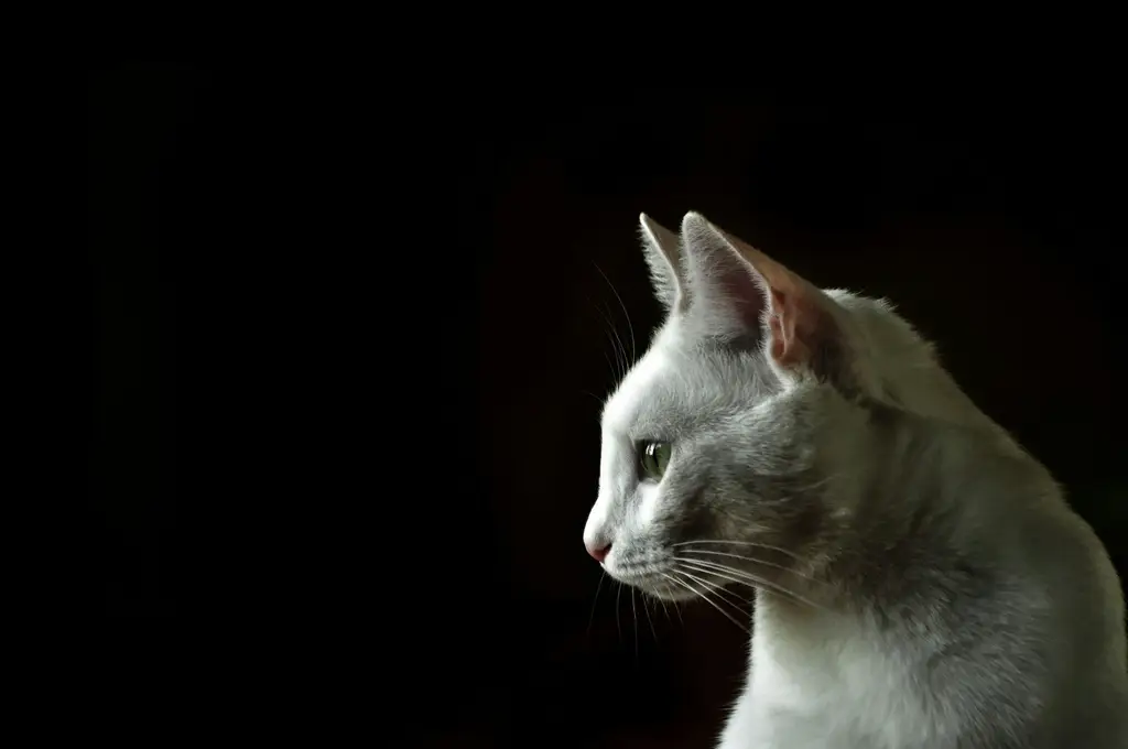 寵物獨居焦慮：貓咪在家狂喵個不停